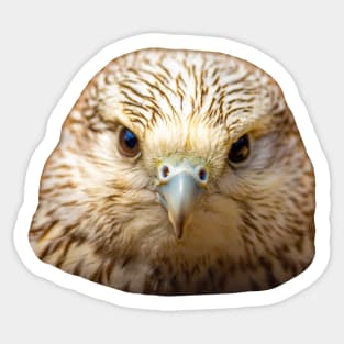 Head of a Gos Hybrid Falcon Sticker